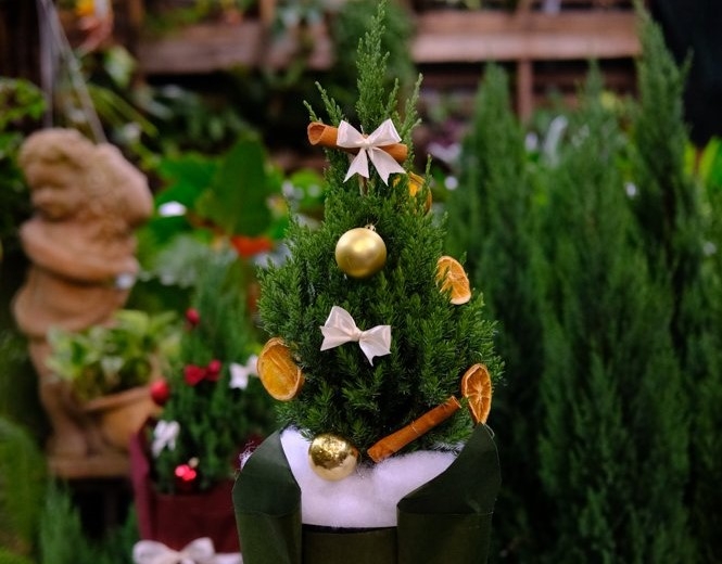 Thị trường cây thông Noel tại TP.HCM: Nơi nhộn nhịp, chỗ đìu hiu