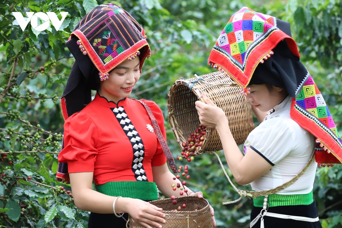 chu dong vuot kho, nong dan son la thu ve mua qua ngot hinh anh 1