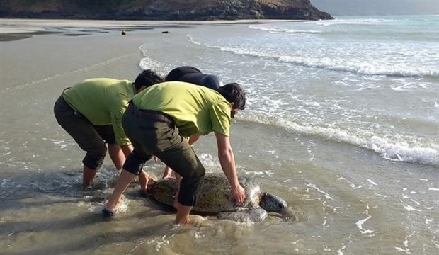 rare sea turtle rescued in ba ria-vung tau province picture 1