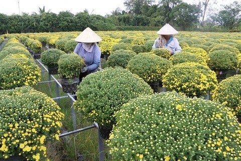 mekong delta farmers busy preparing tet flowers picture 1