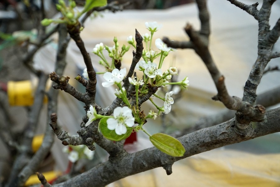 hanoi streets dotted with wild pear flowers signaling festive season picture 11