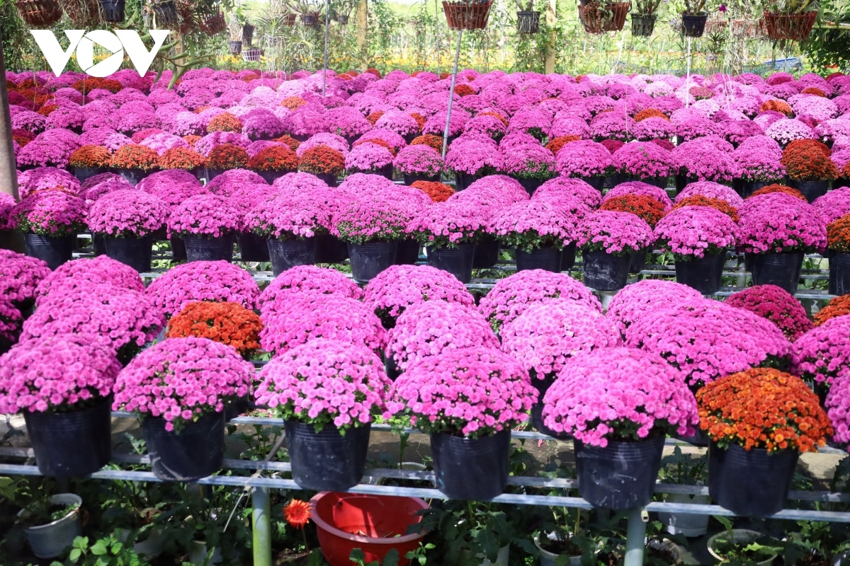 sa dec village prepares for first-ever flower-ornamental festival picture 1