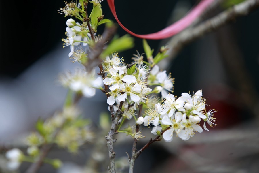 hanoi streets dotted with wild pear flowers signaling festive season picture 1