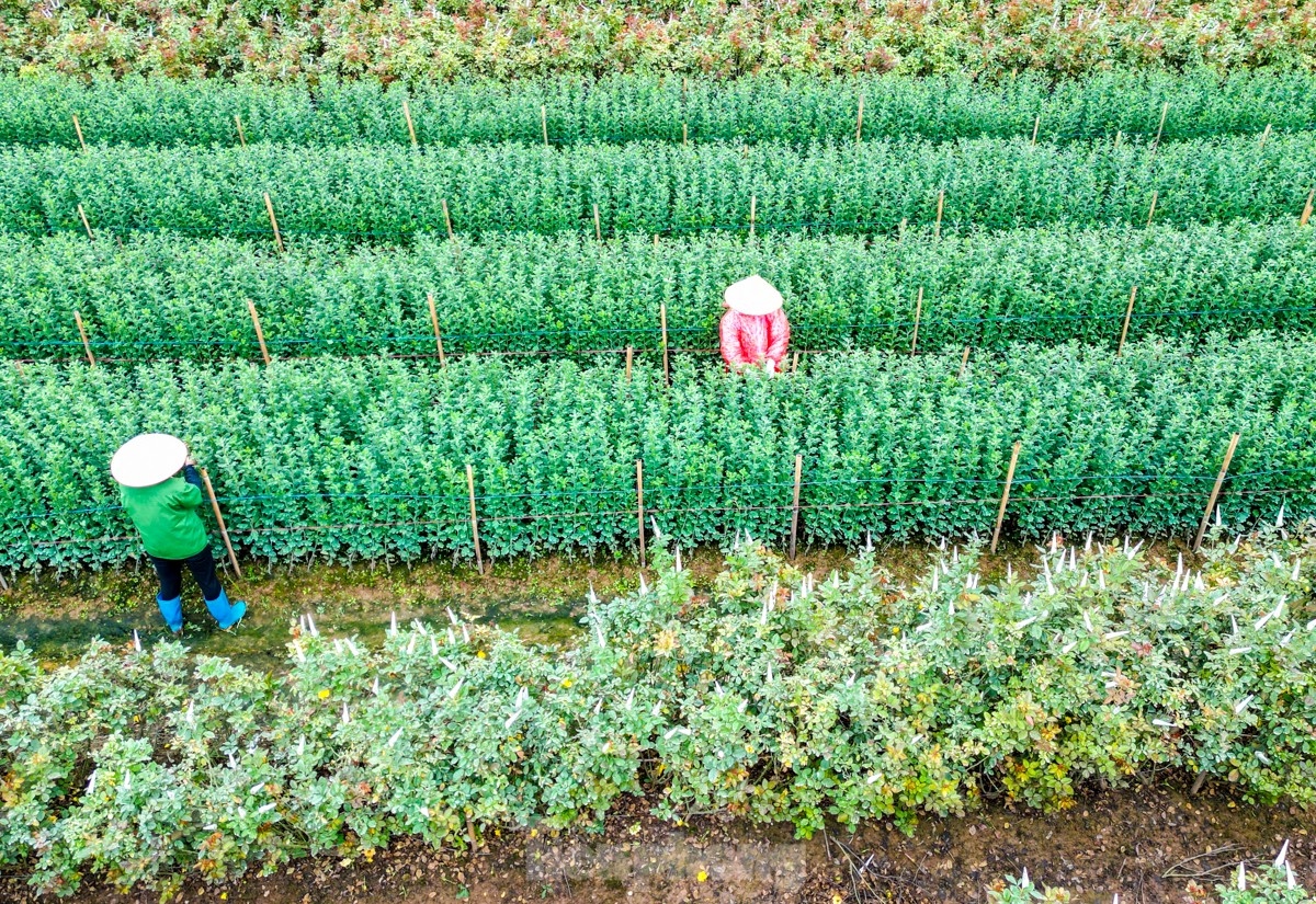 preparations underway at tay tuu flower village ahead of tet picture 3