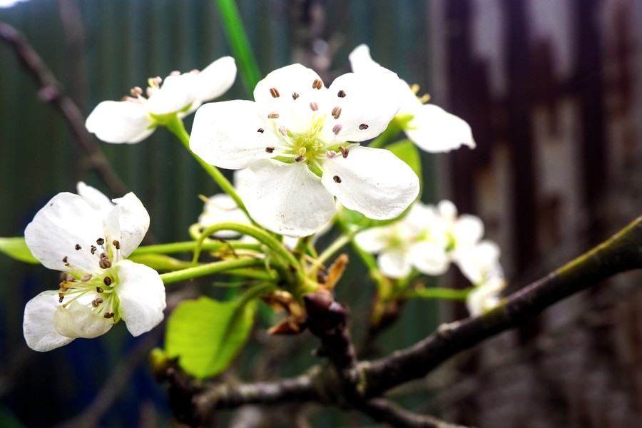 hanoi streets dotted with wild pear flowers signaling festive season picture 6