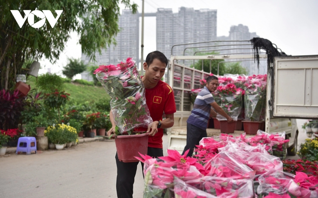 bustling atmosphere descends on xuan quan flower village as tet approaches picture 12