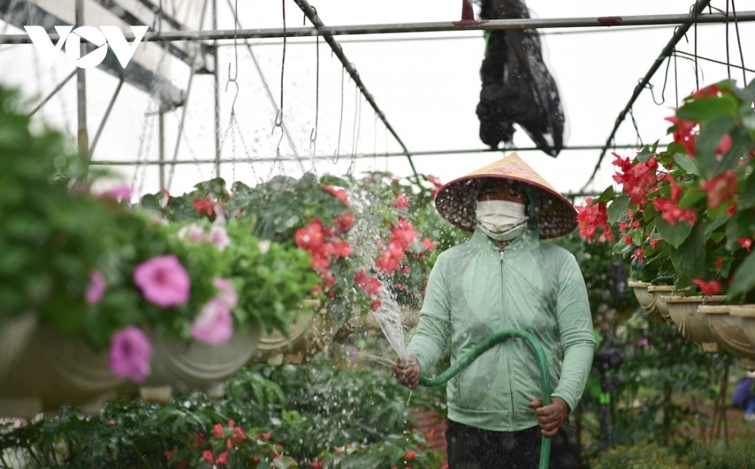 bustling atmosphere descends on xuan quan flower village as tet approaches picture 4