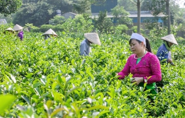 energy transition creates golden opportunity to improve social security ilo official picture 1