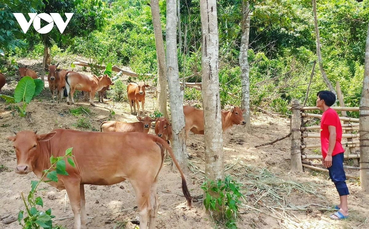 Huyện miền núi Đông Giang tập trung phát triển 4 vùng nông nghiệp chủ lực