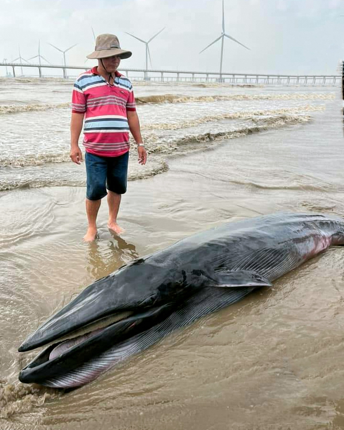 phat hien ca Ong hon 300kg kiet suc, troi dat vao bo bien tra vinh hinh anh 1