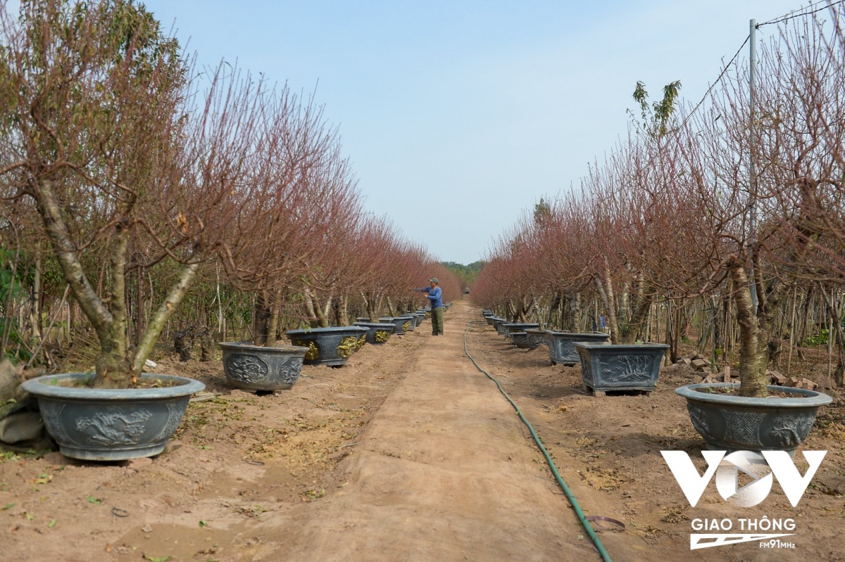 Làng đào Nhật Tân (Hà Nội) chuẩn bị đưa đào ra phố