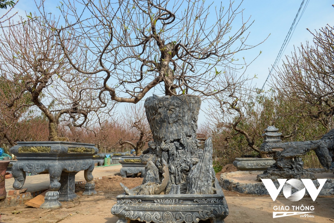 lang hoa nhat tan ha noi chuan bi dua dao ra pho hinh anh 3