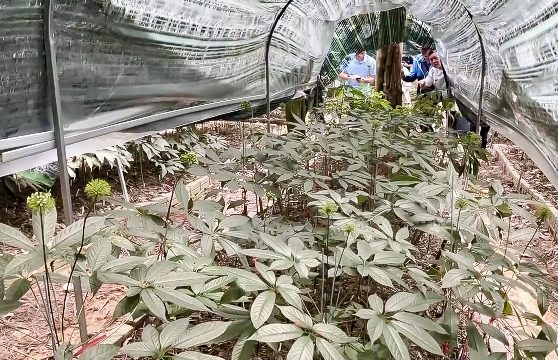 Điện Biên đẩy mạnh phát triển vùng trồng cây dược liệu
