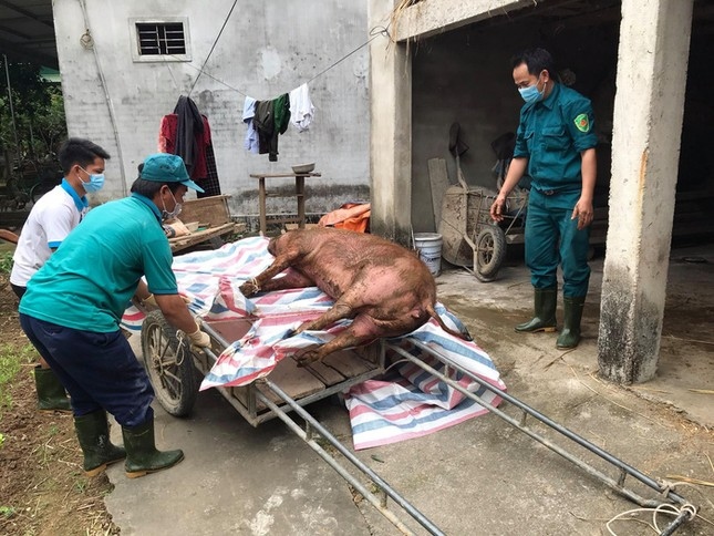 African swine fever recurs in central Vietnam