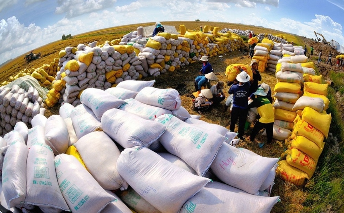 vietnamese 5 broken rice export price hits new high globally again picture 1