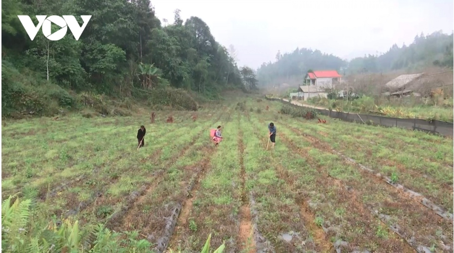 Lan tỏa lá đơn xin ra khỏi hộ nghèo