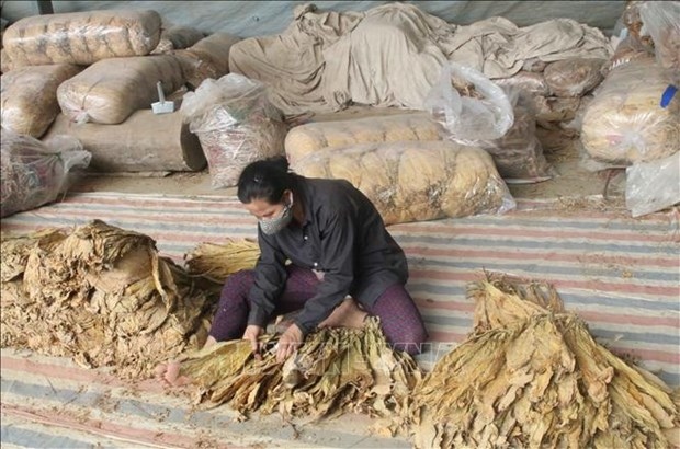 quota for raw tobacco imports set at nearly 72,000 tonnes picture 1