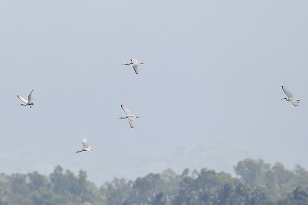 endangered migratory bird species found in binh dinh picture 1