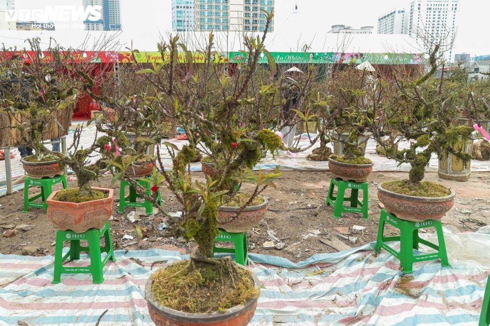 apricot tree attracts customers despite high prices picture 1
