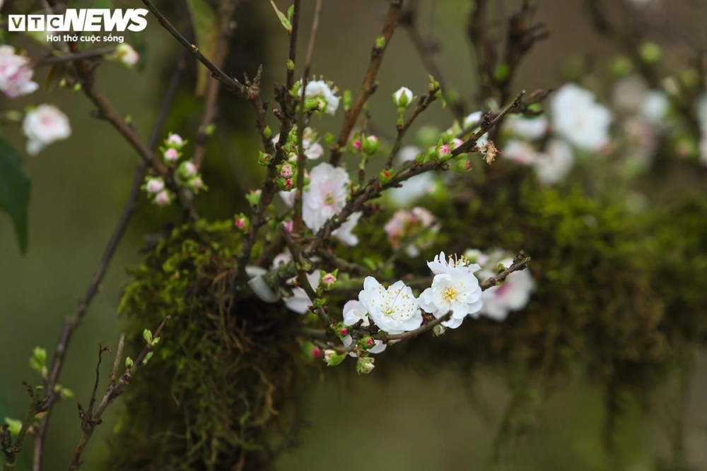 Apricot tree attracts customers despite high prices