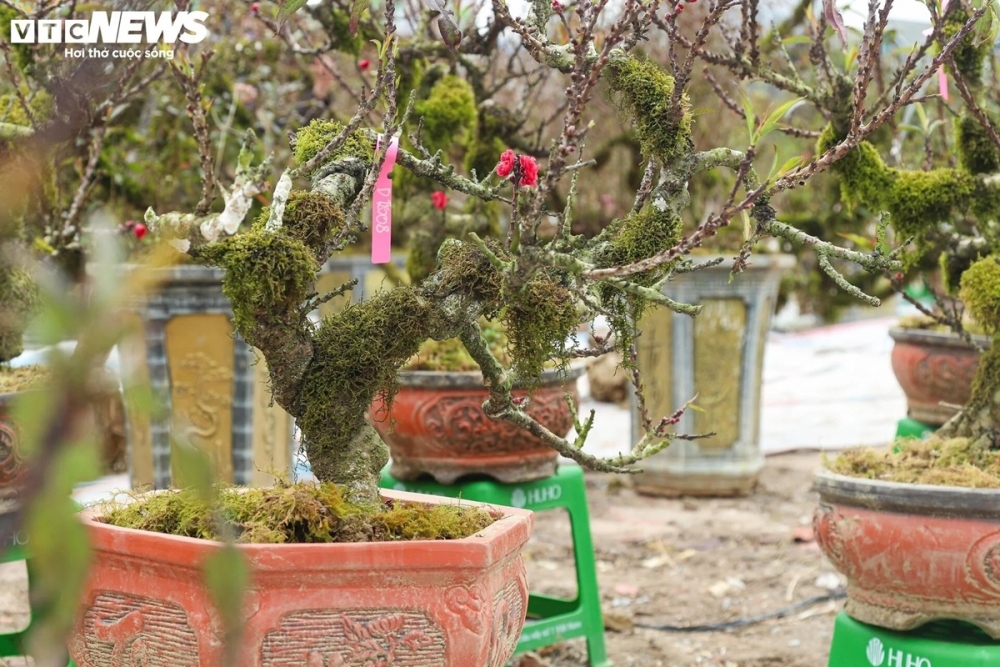 apricot tree attracts customers despite high prices picture 4