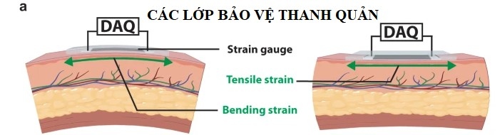 7 bi quyet quan trong de giu giong khoe trong suot mua lanh hinh anh 1