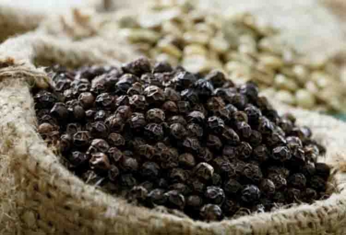 us emerges as largest consumer of vietnamese pepper picture 1