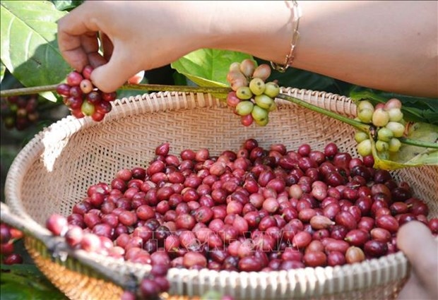 vietnam s coffee exports reach nearly us 4.2 billion in 2023 picture 1