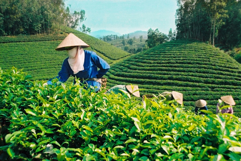 weak market demand and stricter regulations hinder tea exports picture 1
