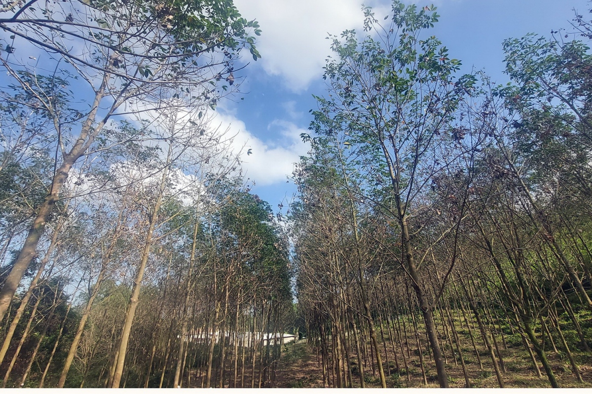Cây cao su bị bệnh lạ, lan nhanh chưa được ngăn chặn
