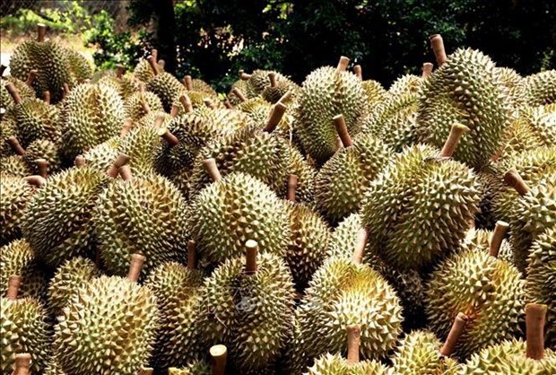 over 255 tonnes of durian exported via lao cai border gates in early 2024 picture 1