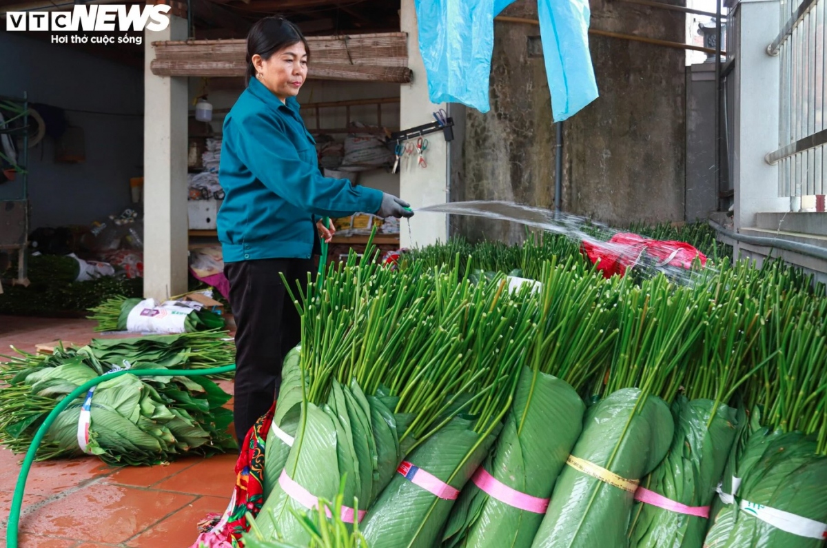 harvesting dong leaves for tasty tet holiday treats picture 6