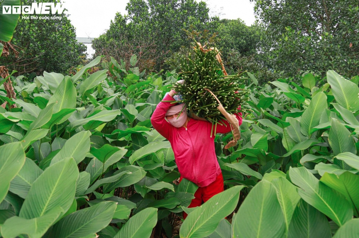 harvesting dong leaves for tasty tet holiday treats picture 9