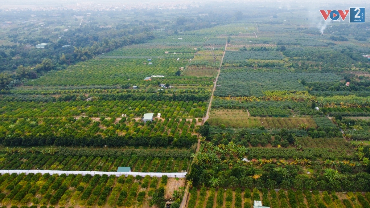 Làng phật thủ ở Hà Nội tất bật vào vụ Tết Nguyên đán