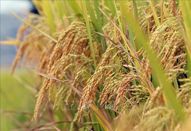 public-private partnership highlighted in high-quality rice production project picture 1