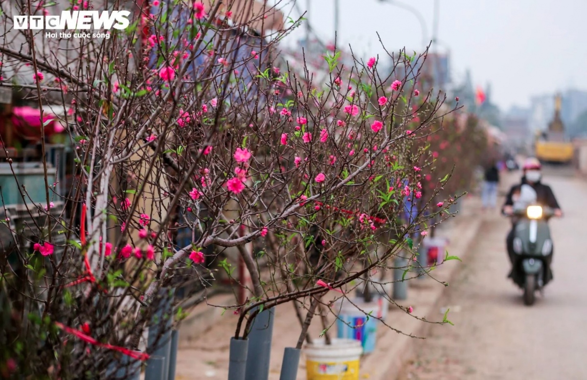 early peach blossoms hit hanoi streets as lunar new year festival draws near picture 1