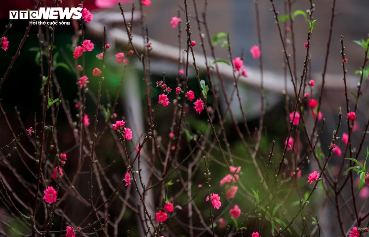 early peach blossoms hit hanoi streets as lunar new year festival draws near picture 2