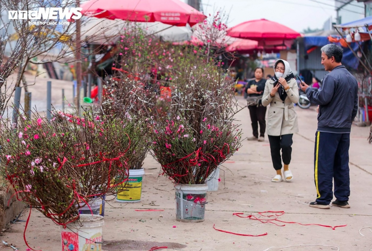 early peach blossoms hit hanoi streets as lunar new year festival draws near picture 3