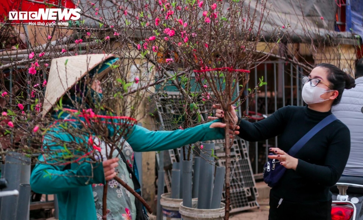 early peach blossoms hit hanoi streets as lunar new year festival draws near picture 4