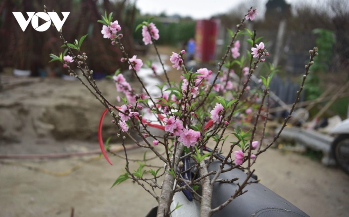 nhat tan peach trees flush with tet fervor picture 4