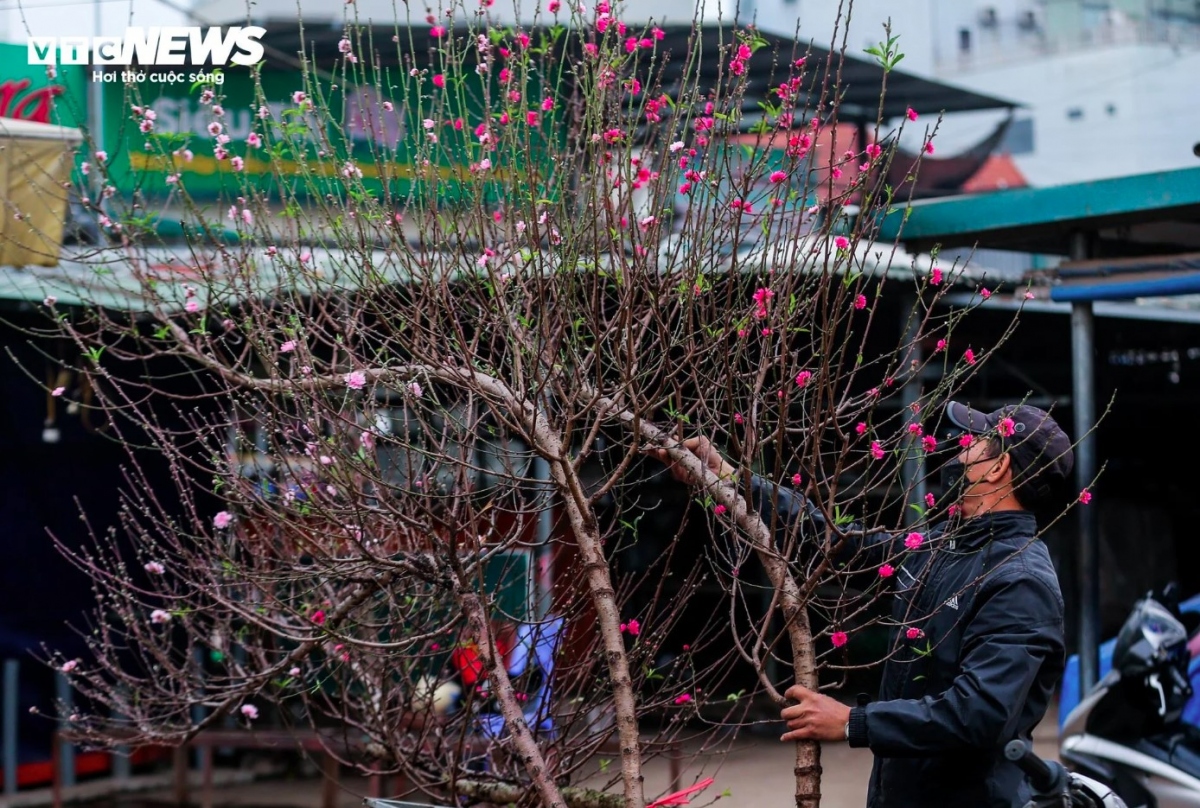 early peach blossoms hit hanoi streets as lunar new year festival draws near picture 5