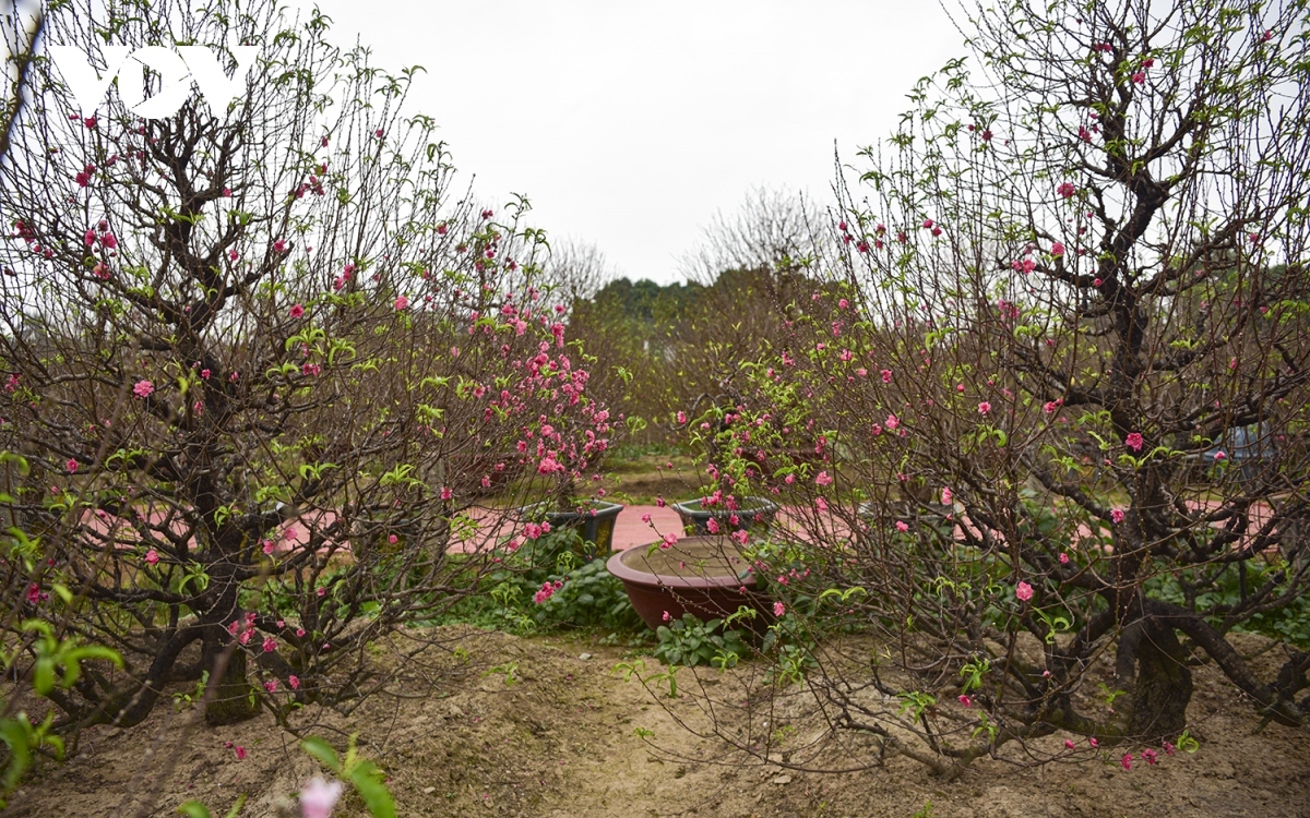 nhat tan peach trees flush with tet fervor picture 6