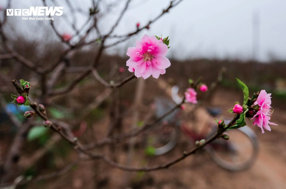 early peach blossoms hit hanoi streets as lunar new year festival draws near picture 7