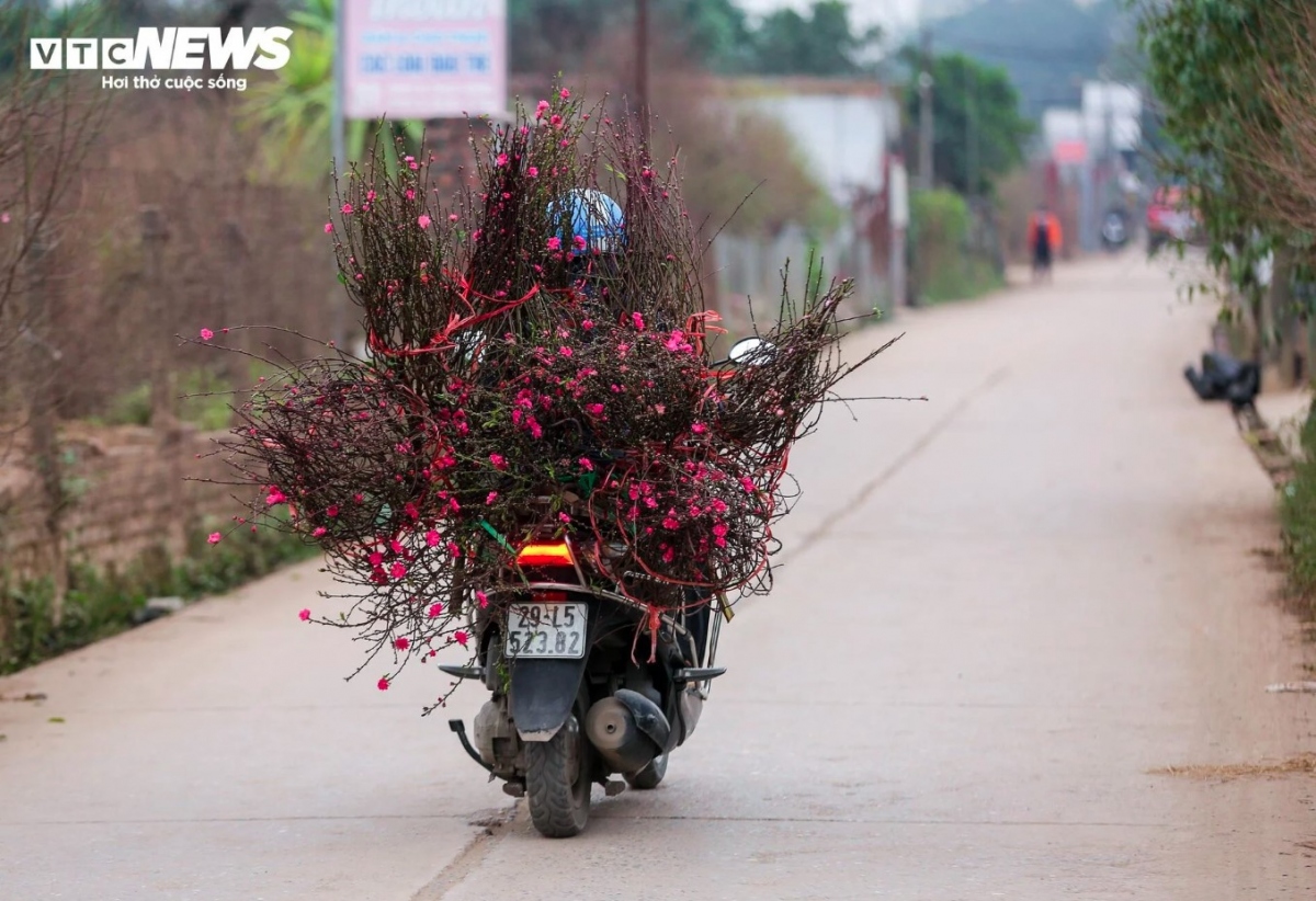 early peach blossoms hit hanoi streets as lunar new year festival draws near picture 8