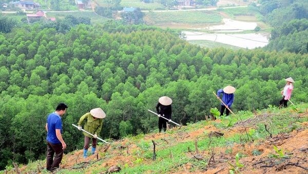 vietnam plants nearly 770 million trees in three years picture 1
