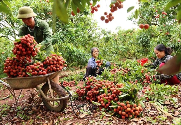 china remains promising market for vietnamese farm produce picture 1