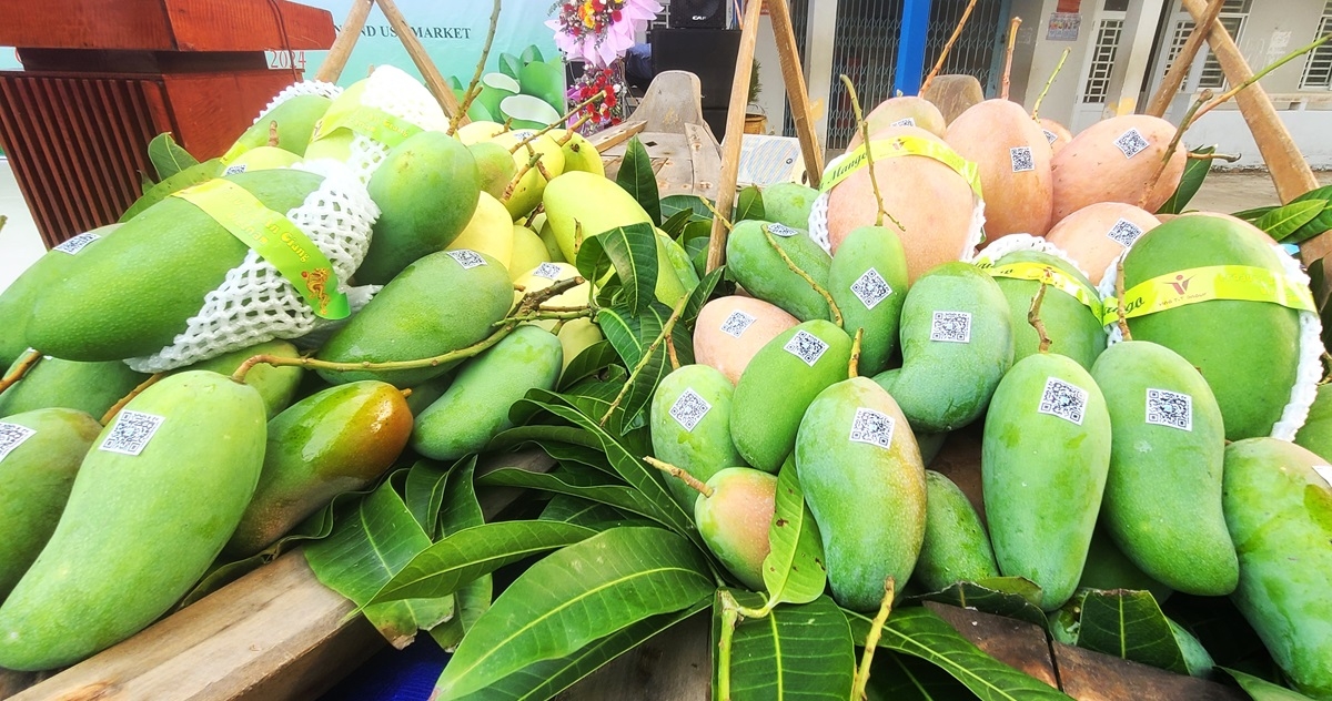 Lễ công bố xuất khẩu lô xoài tượng da xanh đầu tiên sang thị trường Úc và Hoa Kỳ