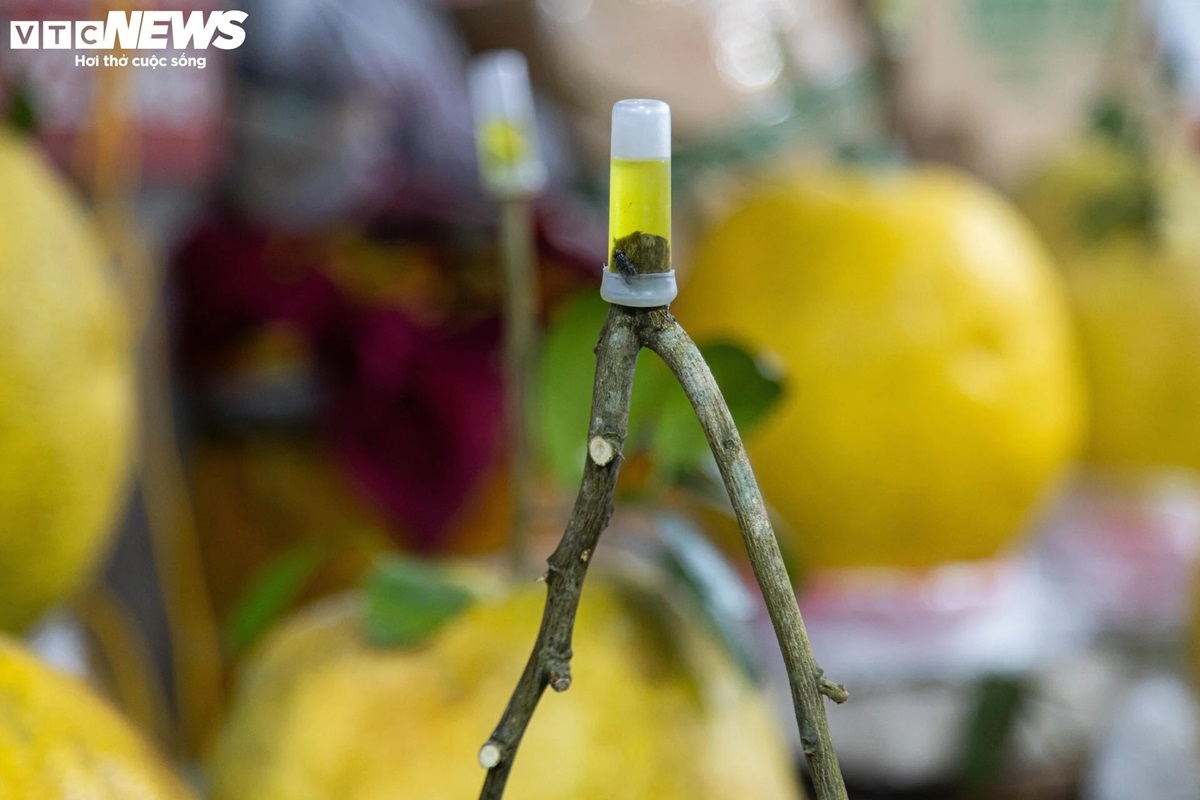 bong ky Da khong lo gia tien trieu hut khach choi tet hinh anh 10