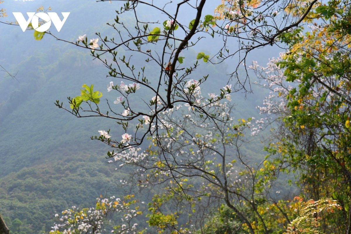 stunning ban flowers appear in full bloom in dien bien picture 11