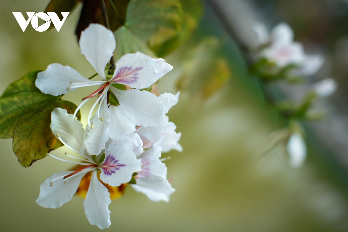 stunning ban flowers appear in full bloom in dien bien picture 1